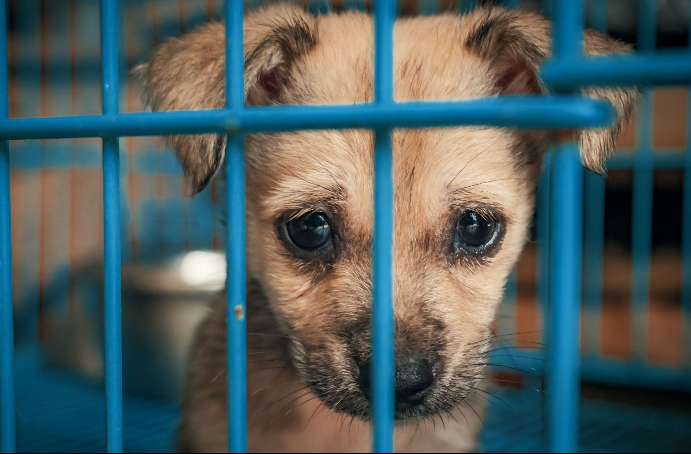 Sad Puppy in Shelter